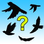 What the Flock