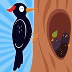 Woodpecker