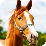 Horse puzzle game PRO