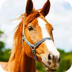 Horse puzzle game PRO
