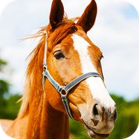 Horse puzzle game PRO