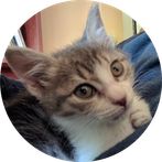 עולם החיות - שמות וקולות