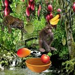 Fruit Catcher