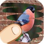 Birds, guess which one catches