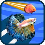 Betta vs Discus