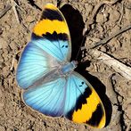 Butterfly Jigsaw Puzzles