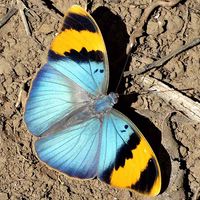 Butterfly Jigsaw Puzzles