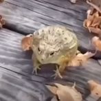 Frog - Jumping Frog