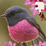 Rompecabezas de Pajaros