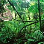 Snake game