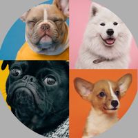 Dog Breeds: Quiz
