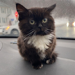 Котик Чмоня