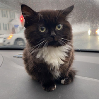 Котик Чмоня