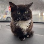 Котик Чмоня