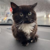 Котик Чмоня