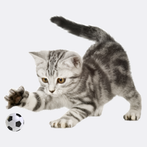 Карточки Demo