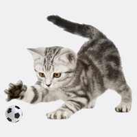 Карточки Demo