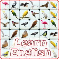 Onet Bird: Learn English