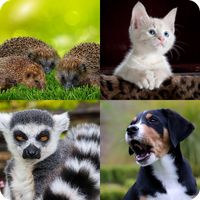 Quiz Guess The Animal
