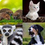 Quiz Guess The Animal