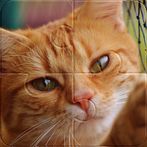 Super Jigsaw Puzzle Kittens