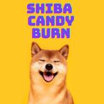 Shiba Candy Burn