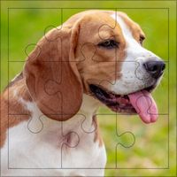 Friendly Dogs Puzzles