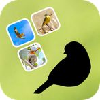 Bird Pairs - Paare Suchen