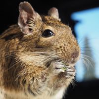 Pet Degu