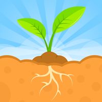 Seed Sim