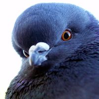 Pigeon Game App