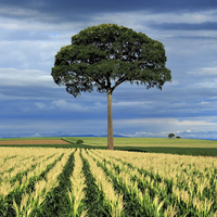 Tile Swap Landscape Images