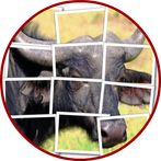 Buffalo Puzzle