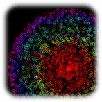 Play with Particles PRO