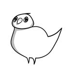 Birds of New Zealand