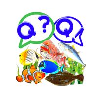물고기 퀴즈