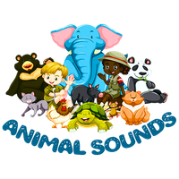 Animal Sounds : Listen & Learn
