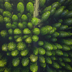 Incredible Forest Jigsaw Puzzl