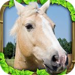 Wild Horse Simulator