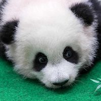 BabyCollie Max: Quiz Game with