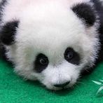 BabyCollie Max: Quiz Game with