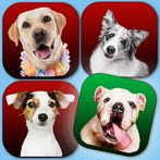 Dog Quiz - Guess the dog breed