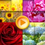 Beauty Flowers Jigsaw Puzzles