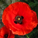 World Puzzles Classic