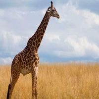 Ask The Giraffe