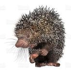 PorcuFree