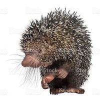 PorcuFree