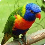 Guess the Bird: Tile Puzzle