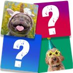 Memory Game: Fun Animals