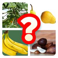 Kuis Tebak Nama Buah